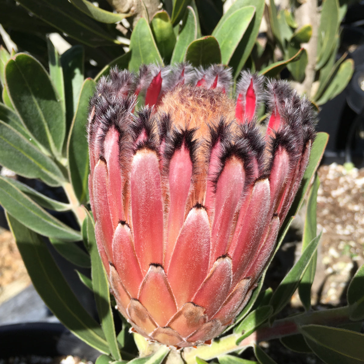 Protea neriifolia 'Late Mink' - 5 gallon plant – Norrie's Gift and