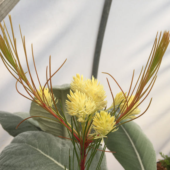 Aulax cancellata (female) - 2 gallon plant