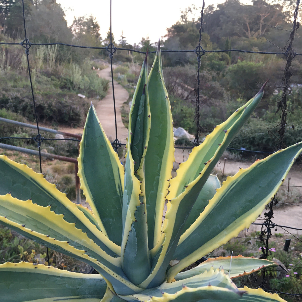 Agave americana var. marginata
