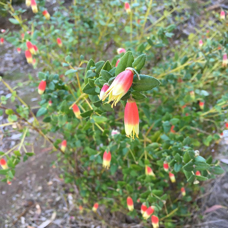 Correa reflexa 'Coastal Prolific'