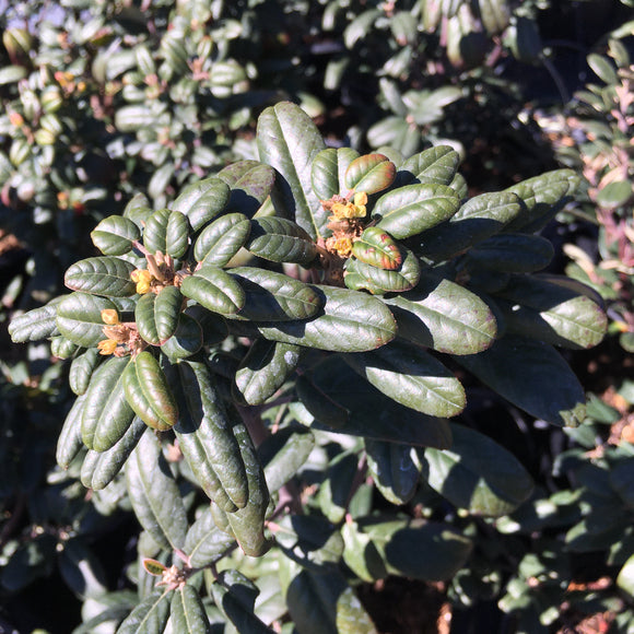 Frangula californica 'Leatherleaf' - 1 gallon plant