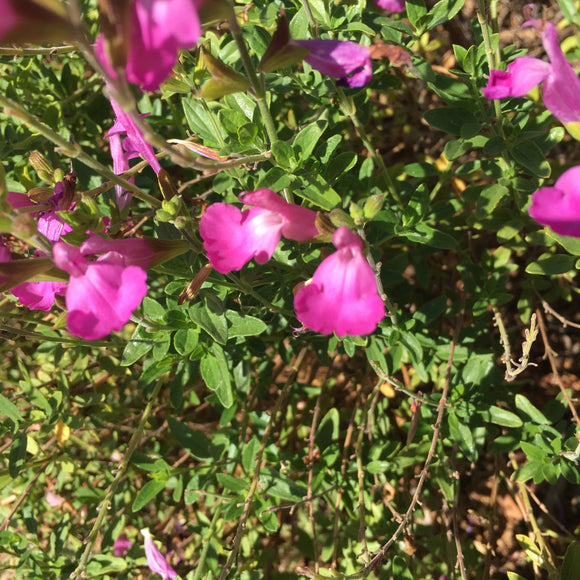 Salvia microphylla 'Sherwood Pink' - 1 gallon plant