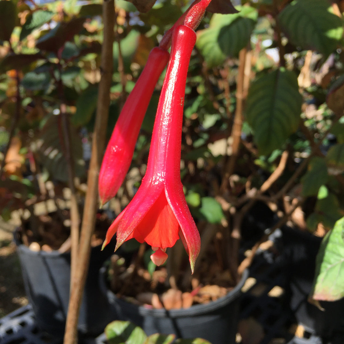 Fuchsia 'Dr. Mahoney' 5 gallon plant Norrie's Gift and Garden Shop