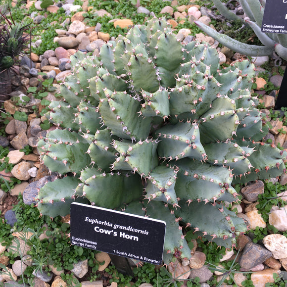 Euphorbia grandicornis - 6 inch plant