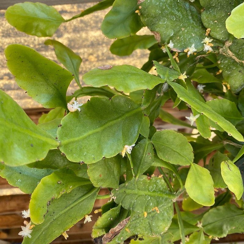 Rhipsalis rhombea - 4 inch plant – Norrie's Gift and Garden Shop