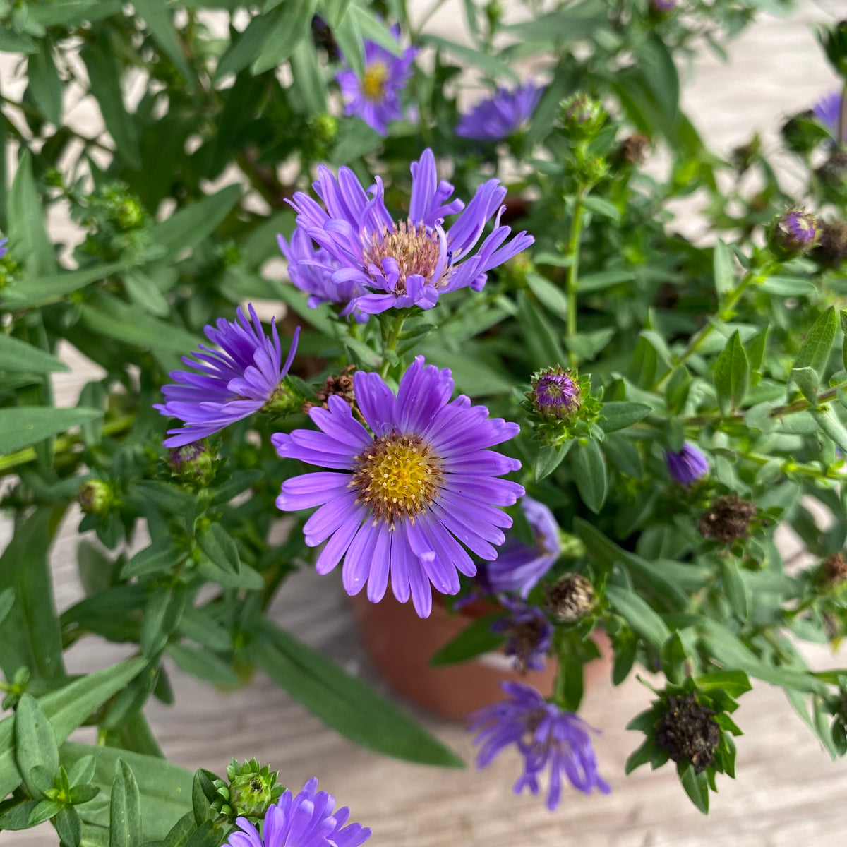 ムラサキスカシジャノメ ♂♀標本★ブラジル産★ 46/48mm美麗稀種青紫綺麗 Symphyotrichum chilense 'Plumas Purple' - 1 gallon plant