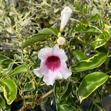 Pandorea jasminoides 'Variegata' - 2 gallon plant