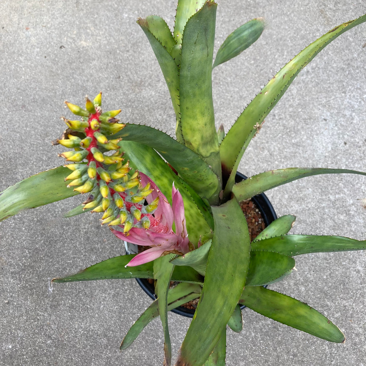 Aechmea nudicaulis - 2 gallon plant  Norrie's Gift and Garden Shop at the  UC Santa Cruz Arboretum & Botanic Garden