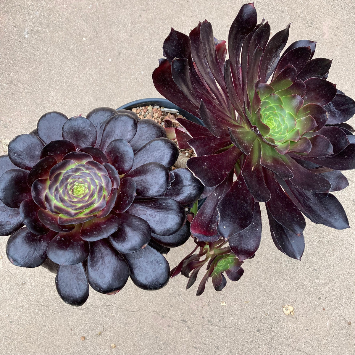 aeonium arboreum succulent Aeonium arboreum