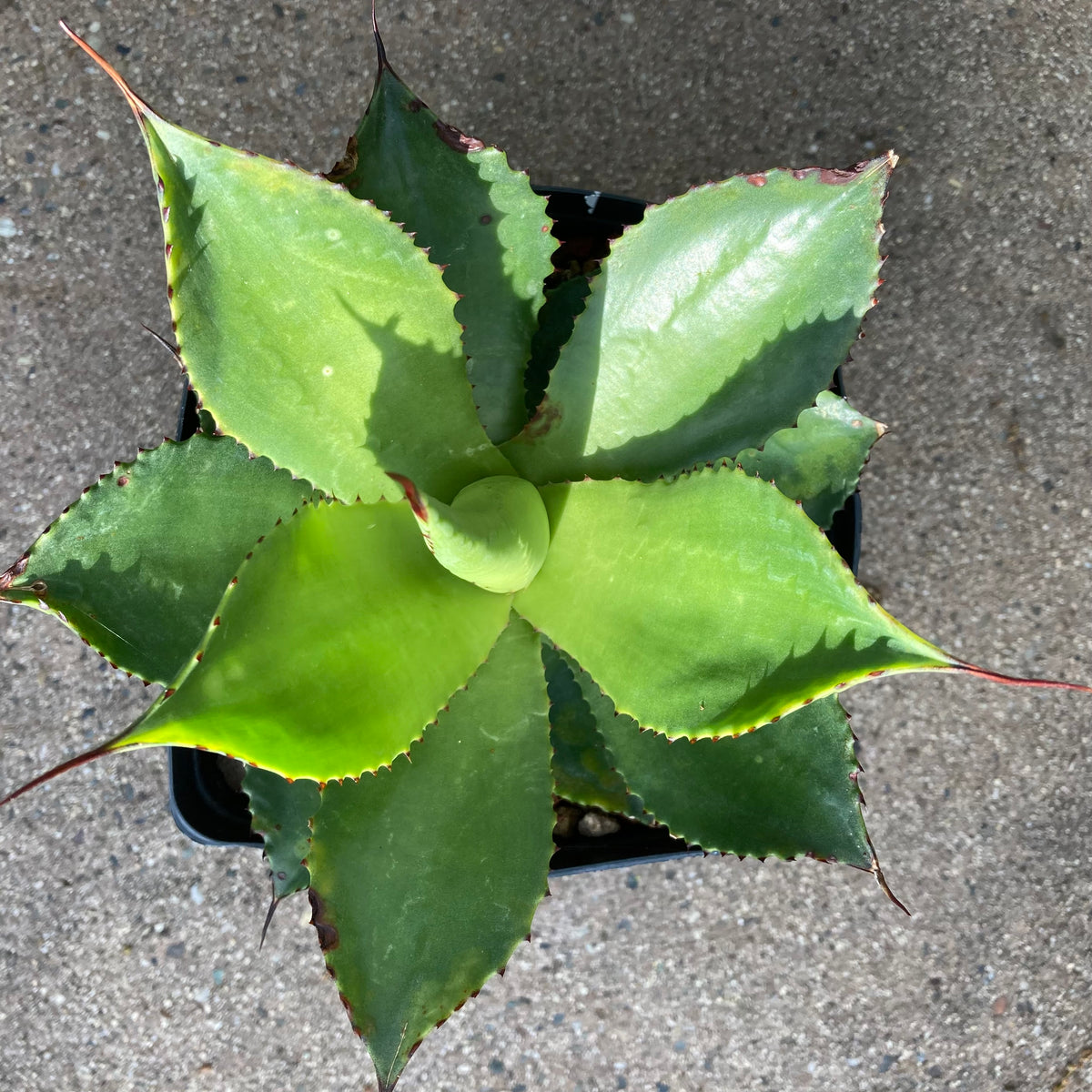 Agave chiapensis (seedling) - 1 gallon plant – Norrie's Gift and