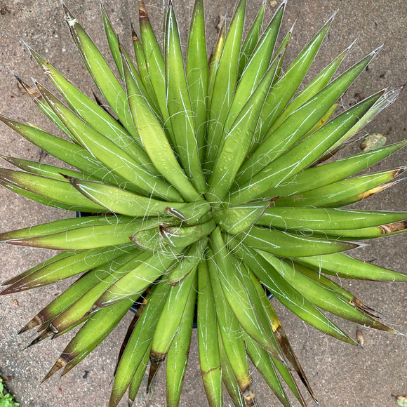 Agave filifera - 1 gallon plant