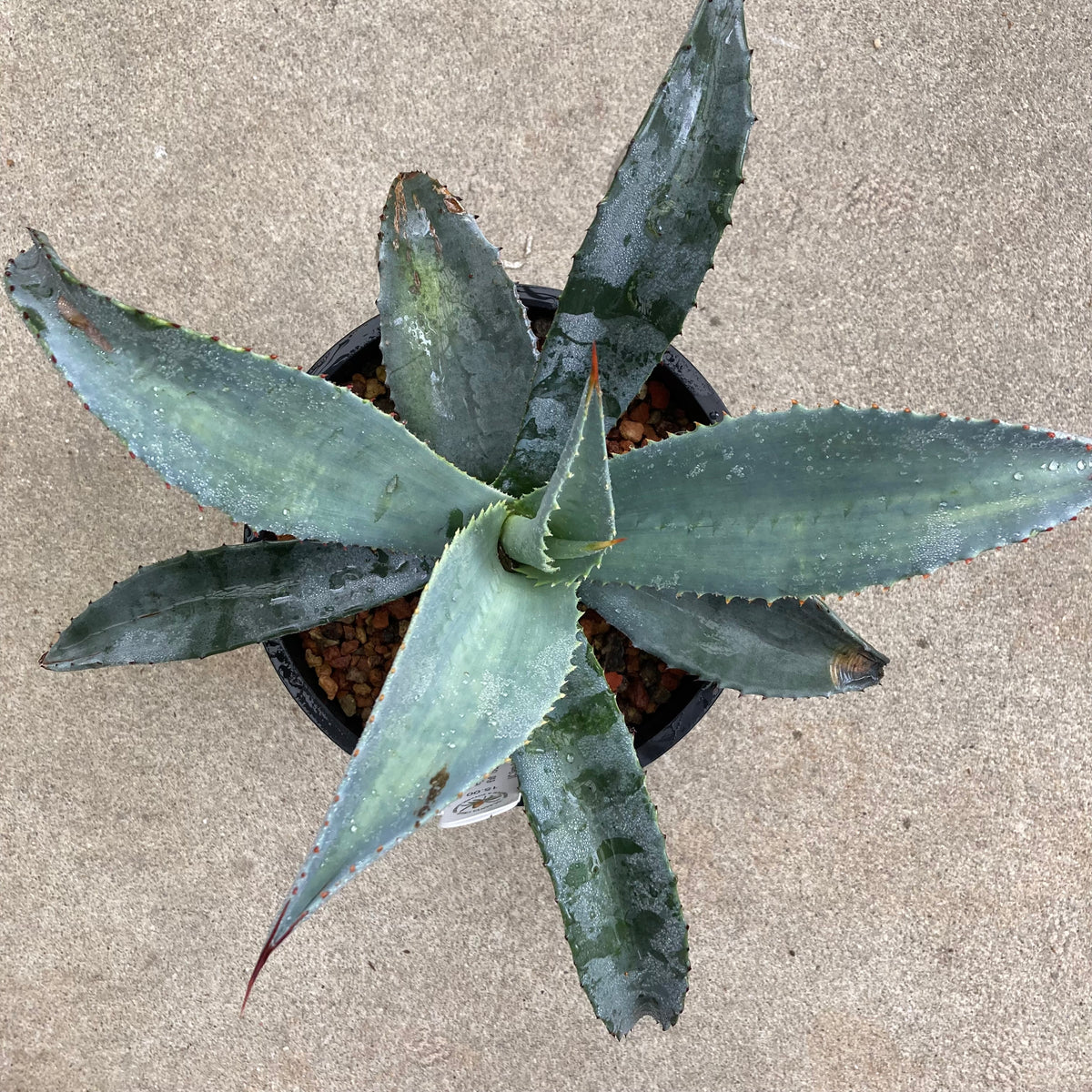 Agave franzosinii