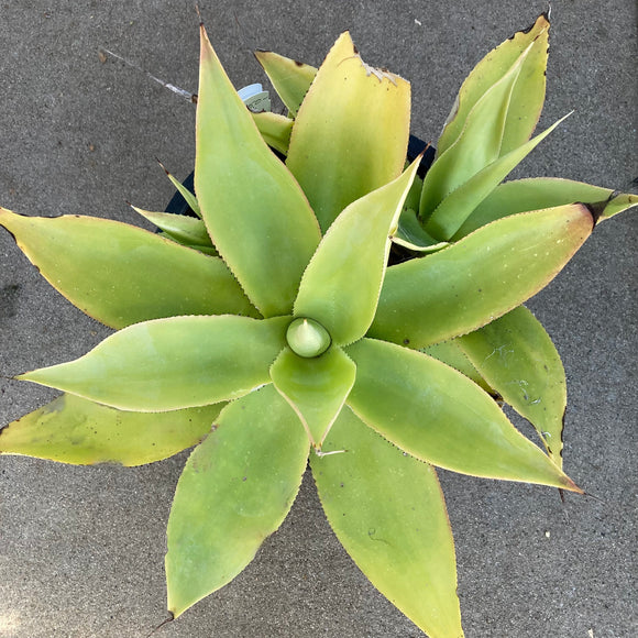 Agave mitis- 5 gallon plant