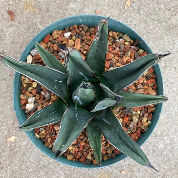 Agave nickelsiae - 8 inch plant