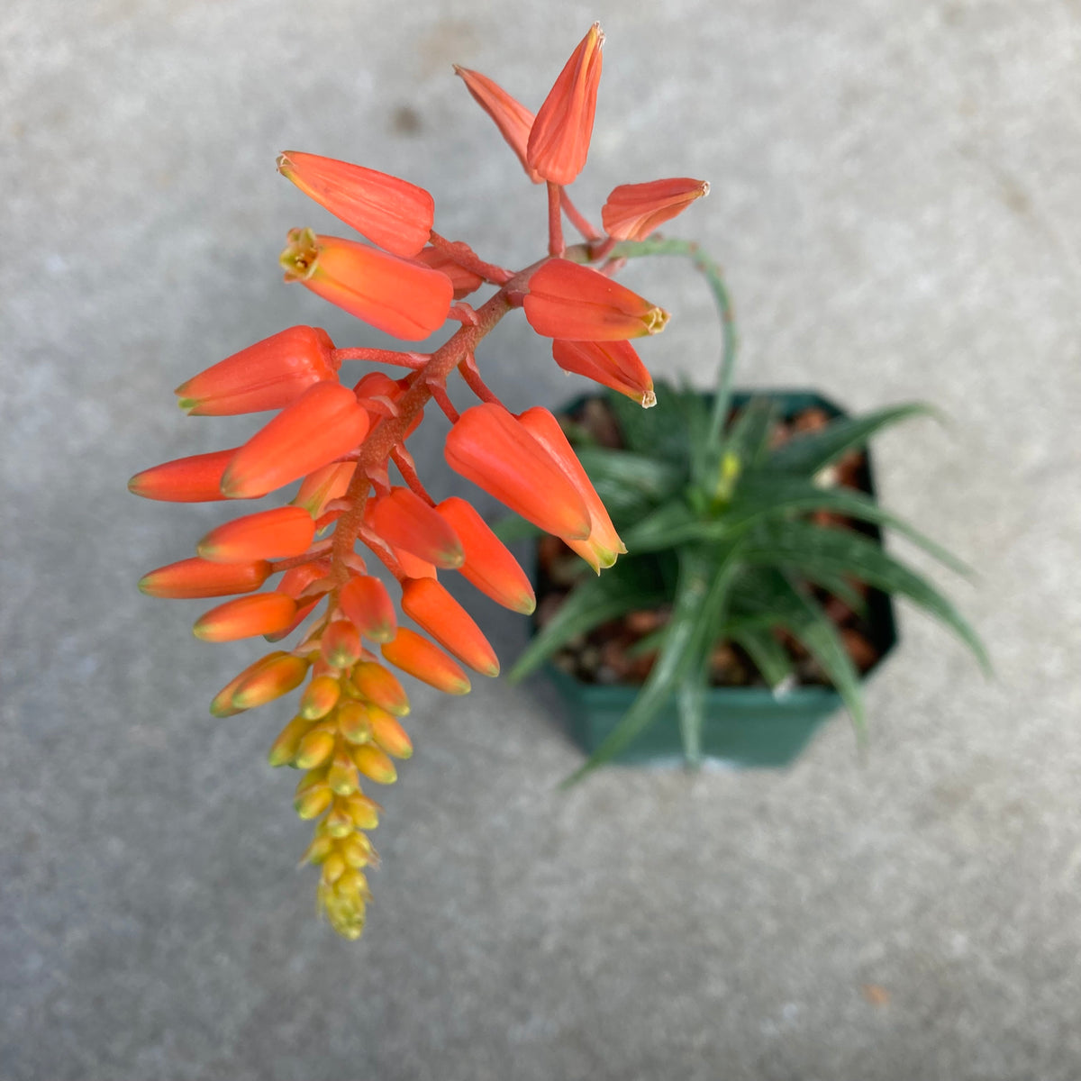 firebird succulent Aloe 'Firebird'