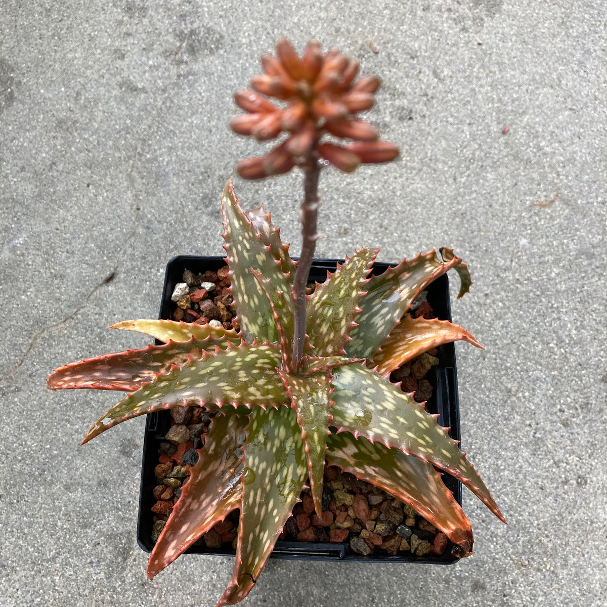 Aloe jacunda x hemmingii