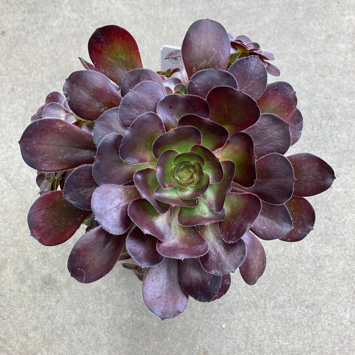 tip top succulent Aeonium arborescens 'Tip Top'