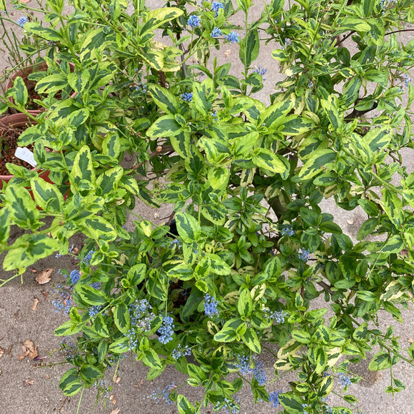 Ceanothus thyrsiflorus 'Zanzibar'- 5 gallon plant