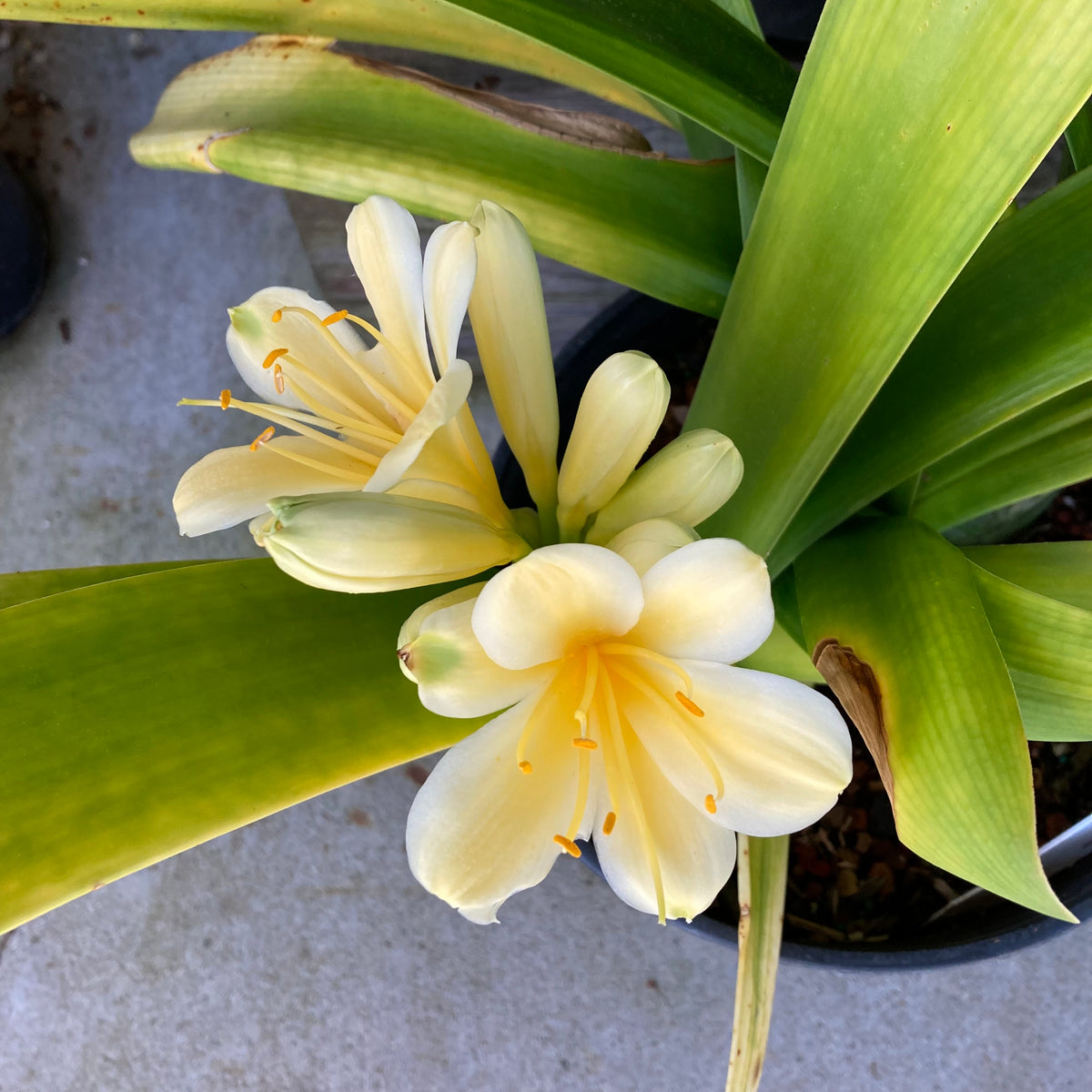 clivia miniata plant Clivia miniata (yellow flower)