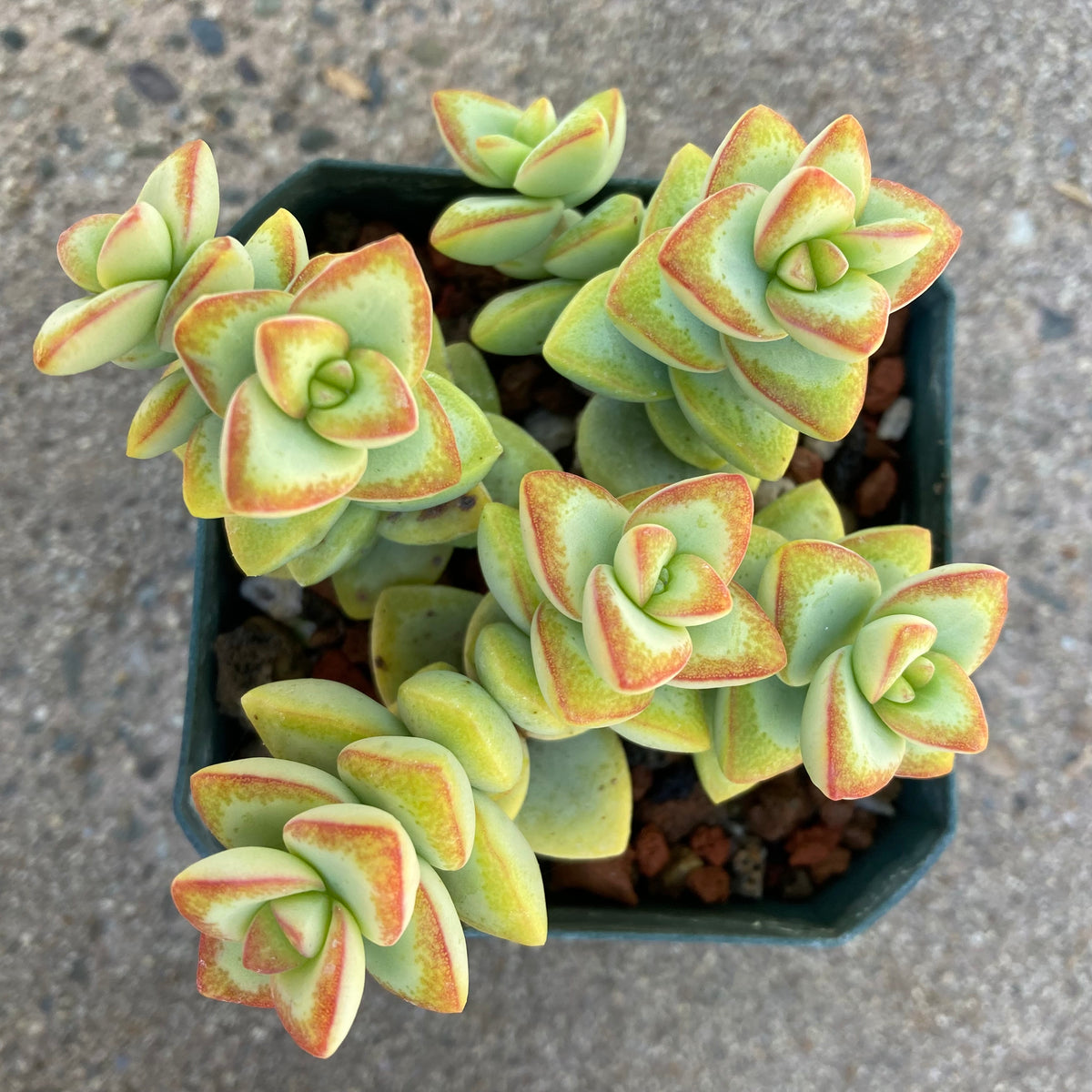 rosary plant succulent Crassula rupestris (Rosary Vine)