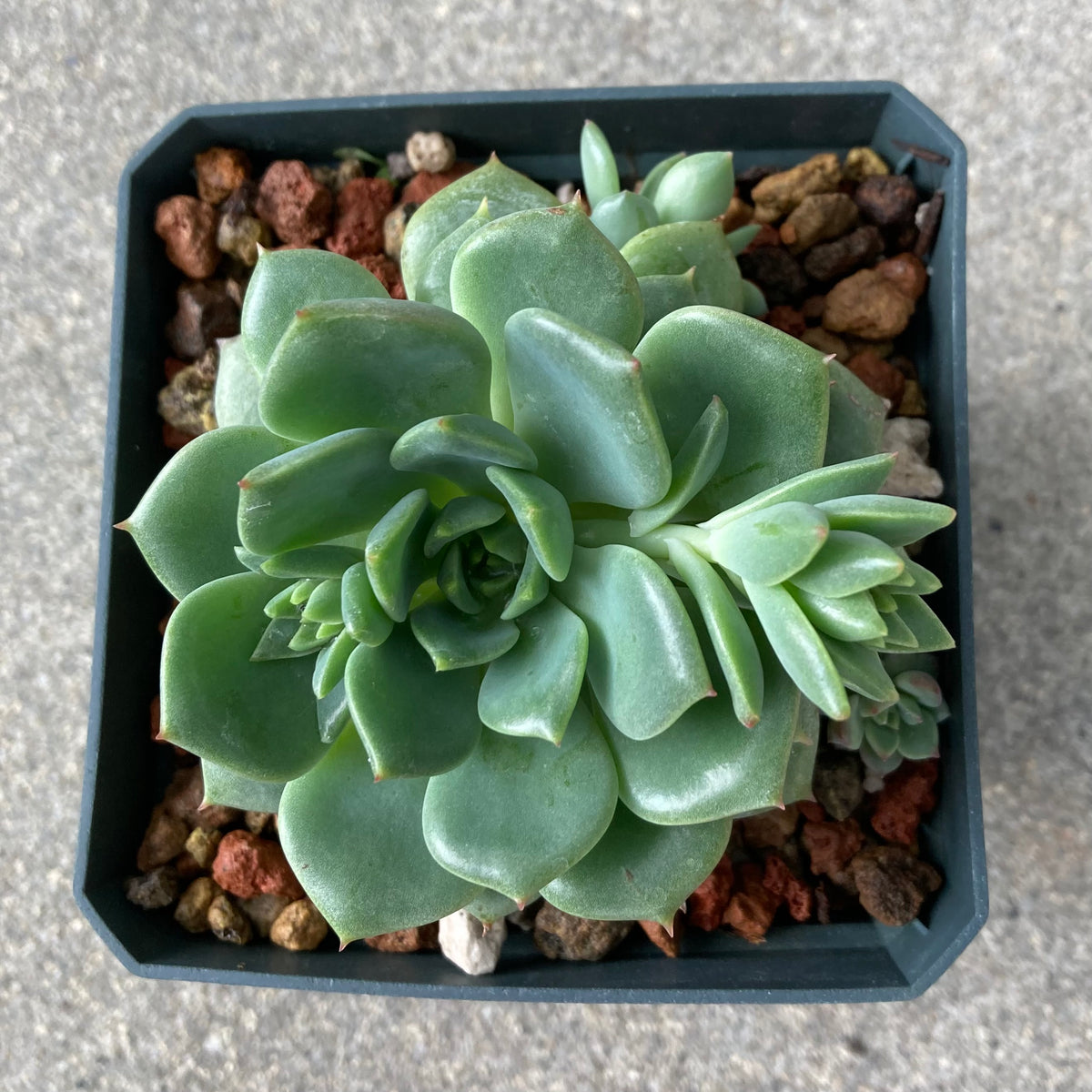Echeveria 'Amolita' 4 inch plant Norrie's Gift and Garden Shop at