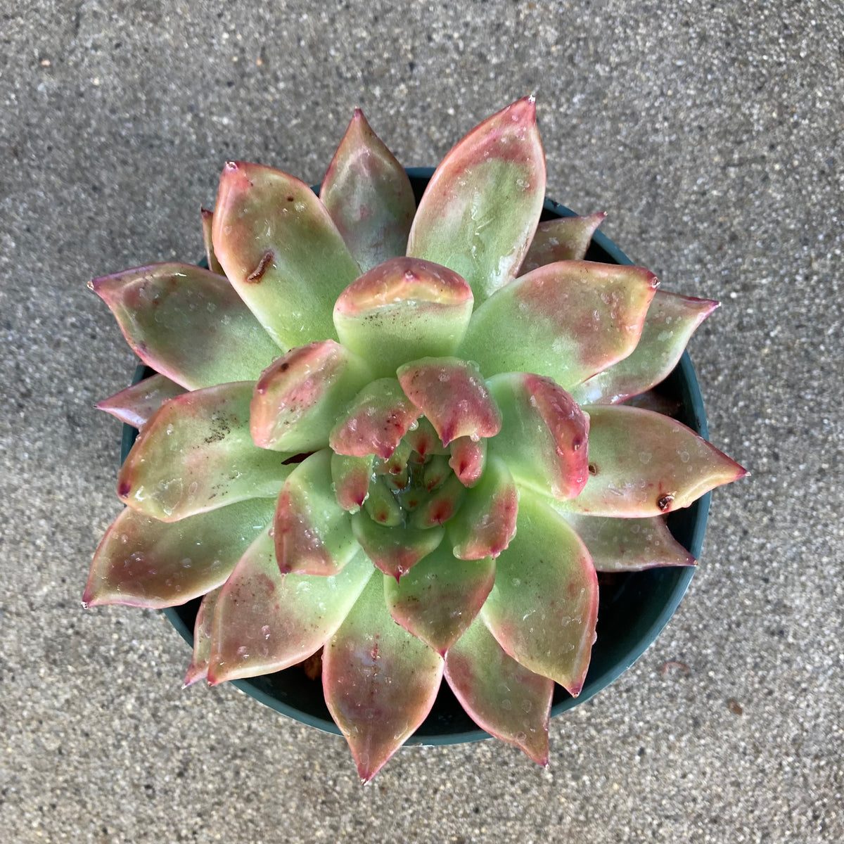 frank reinelt succulent Echeveria 'Frank Reinelt'
