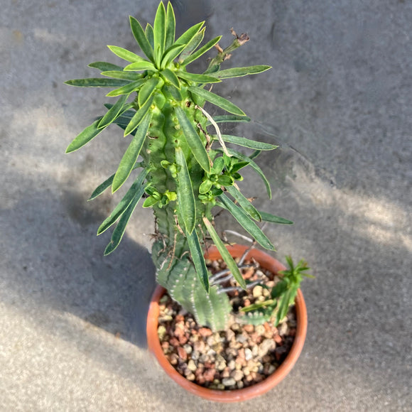Euphorbia loricata - 4 inch plant