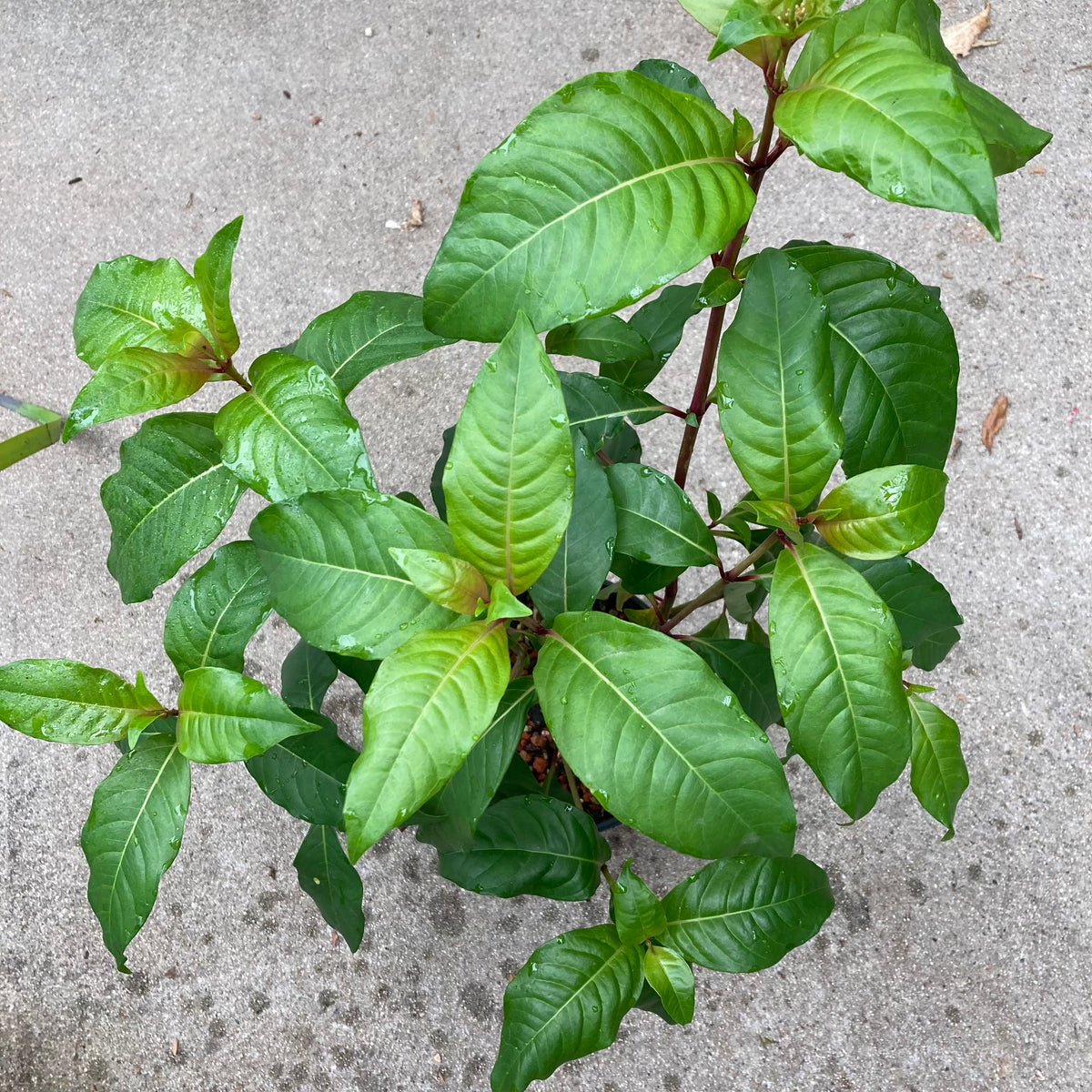 Fuchsia arborescens 'Blutini'