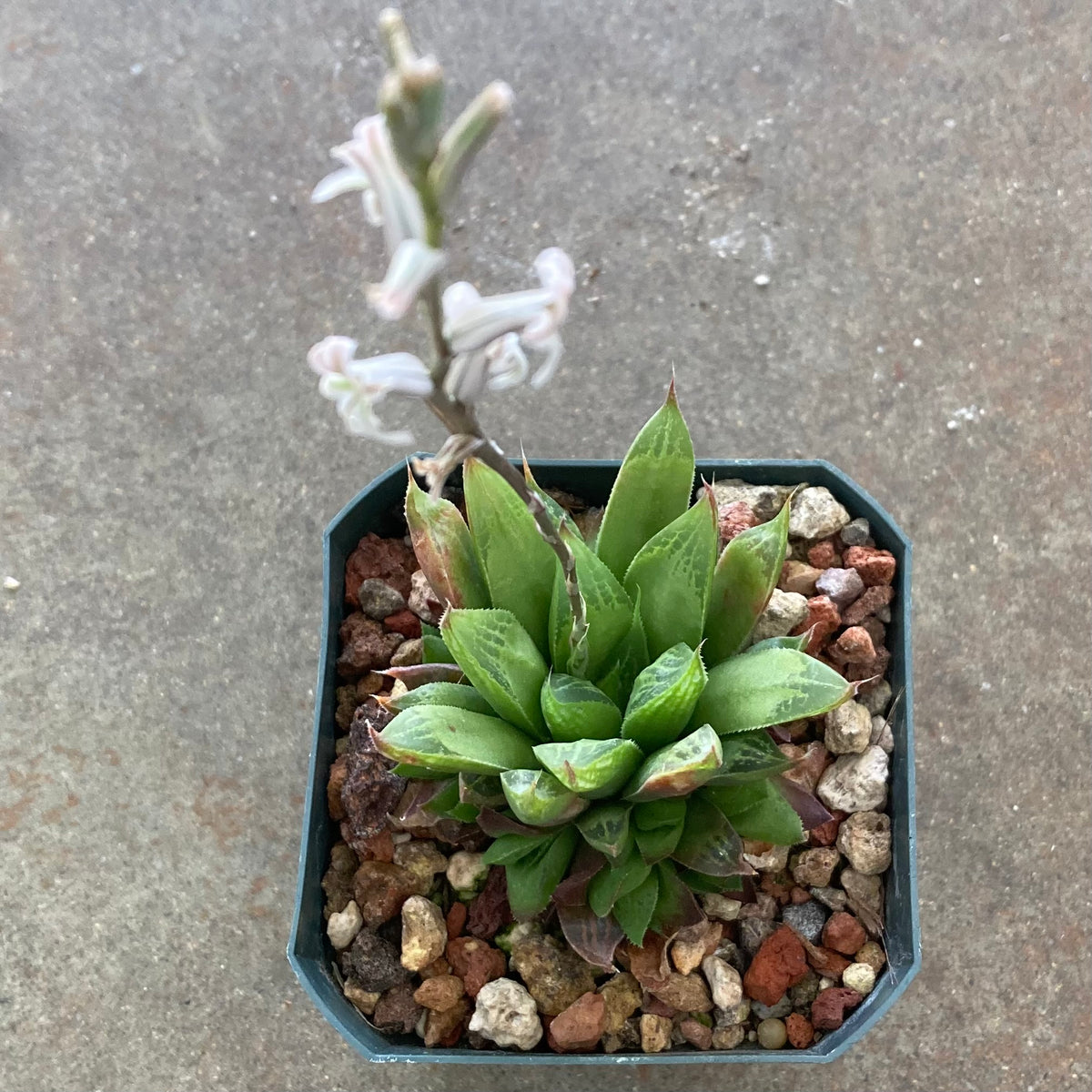 Haworthia turgida var. longibracteata - 4 inch plant – Norrie's