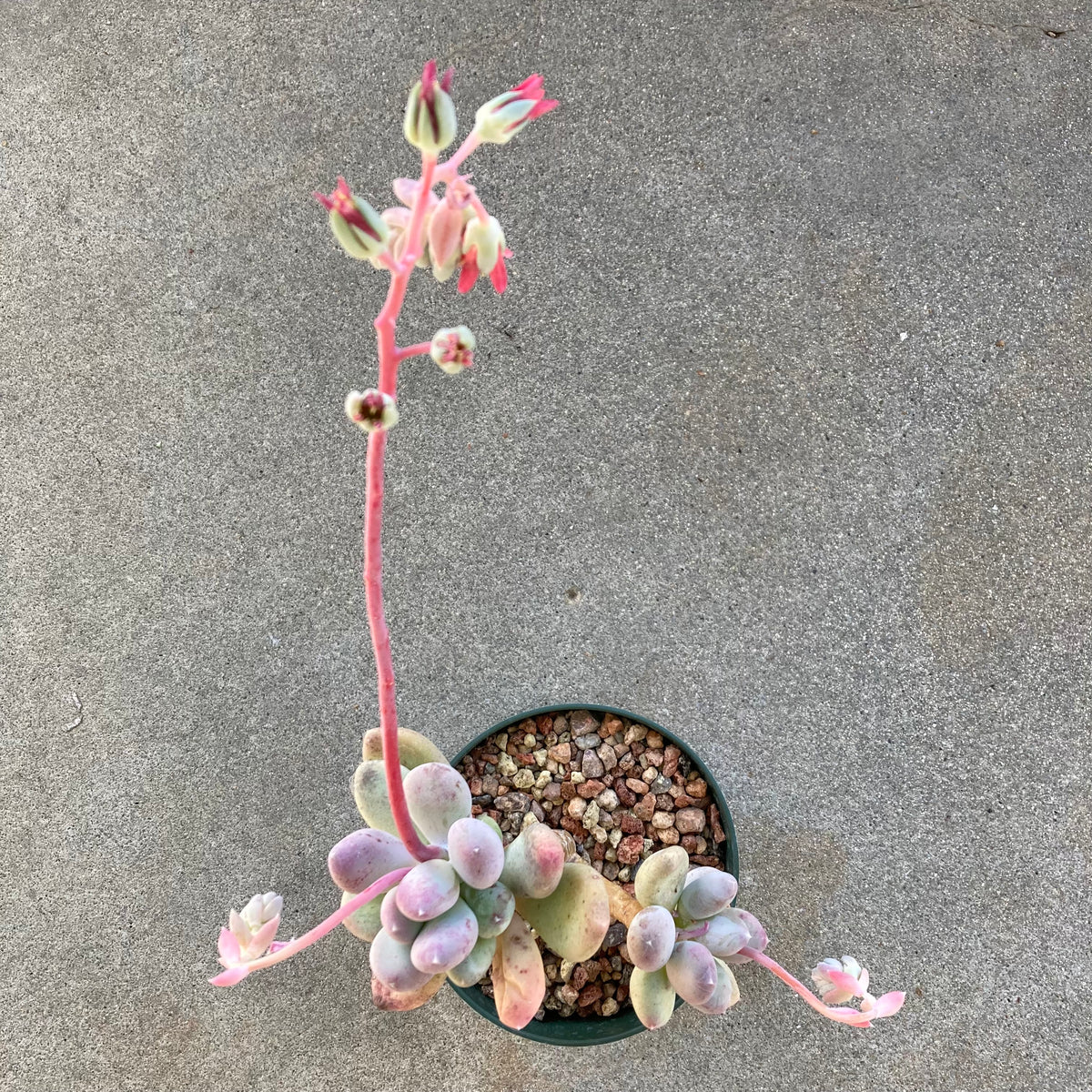 glutinicaule succulent Pachyphytum glutinicaule