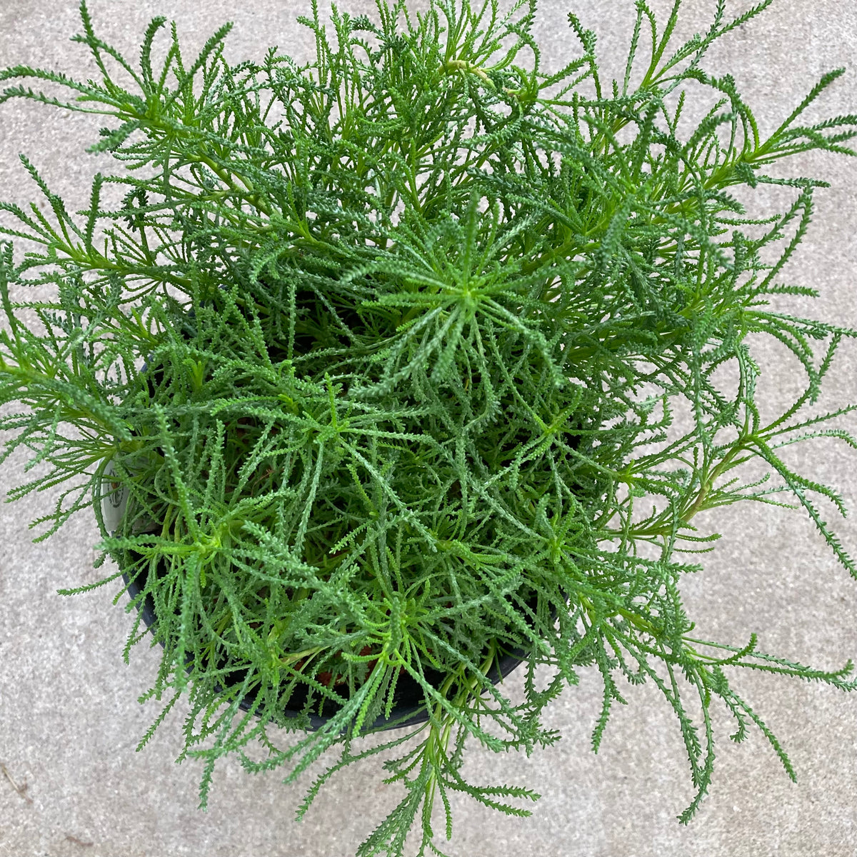 Santolina ericoides