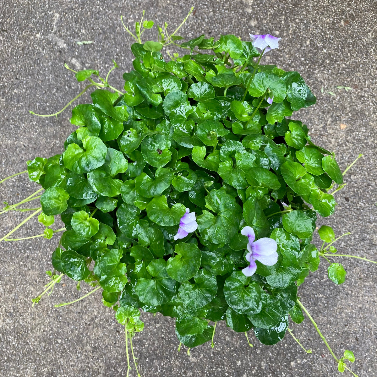Viola hederacea 1 gallon plant Norrie's Gift and Garden Shop at the