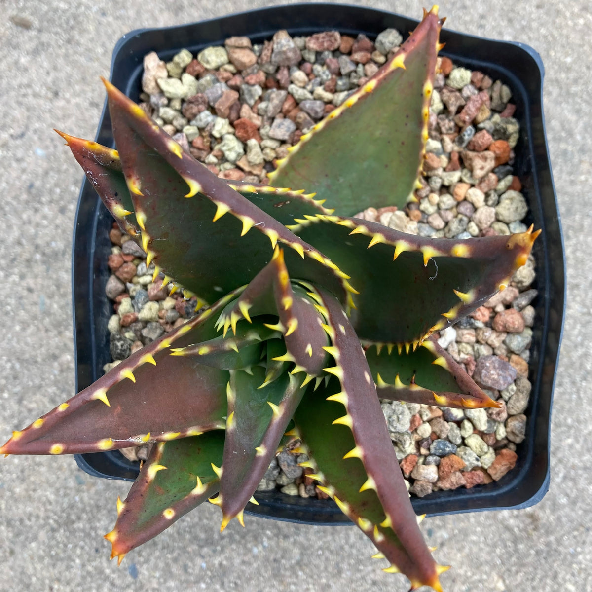 Aloe distans
