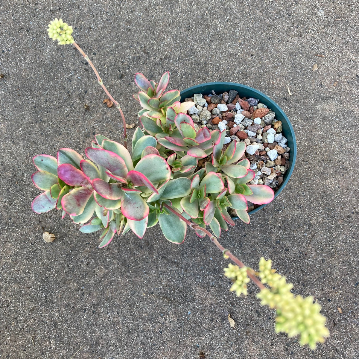 crassula platyphylla succulent Crassula var. platyphylla variegata