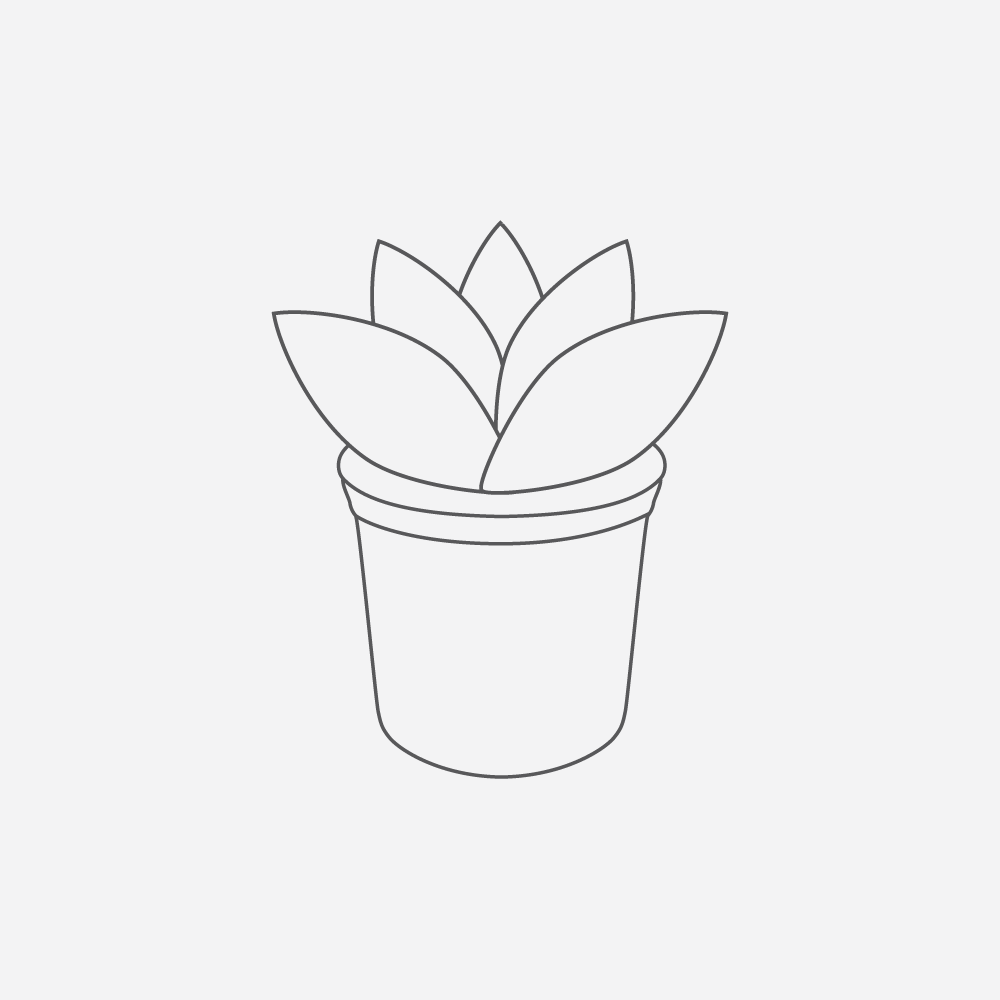 Haworthia Retusa Variegata 1 Quart Plant Norrie s Gift And Garden haworthia-retusa-variegata-1-quart-plant-norrie-s-gift-and-garden