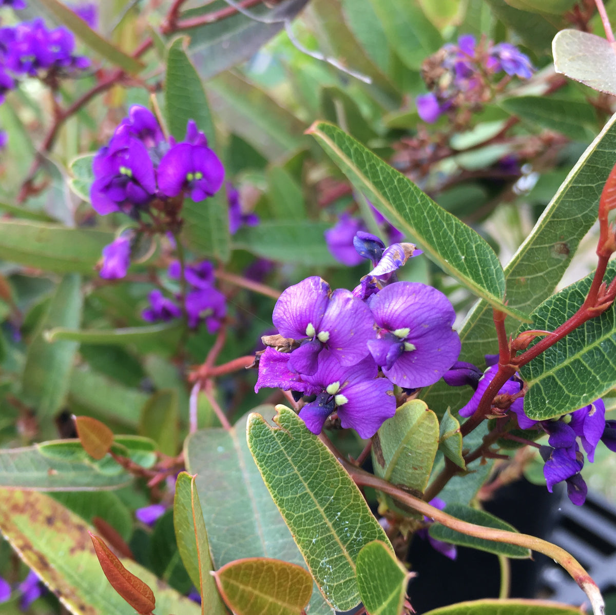 Hardenbergia violacea 'Mini Haha' - 1 gallon plant – Norrie's Gift