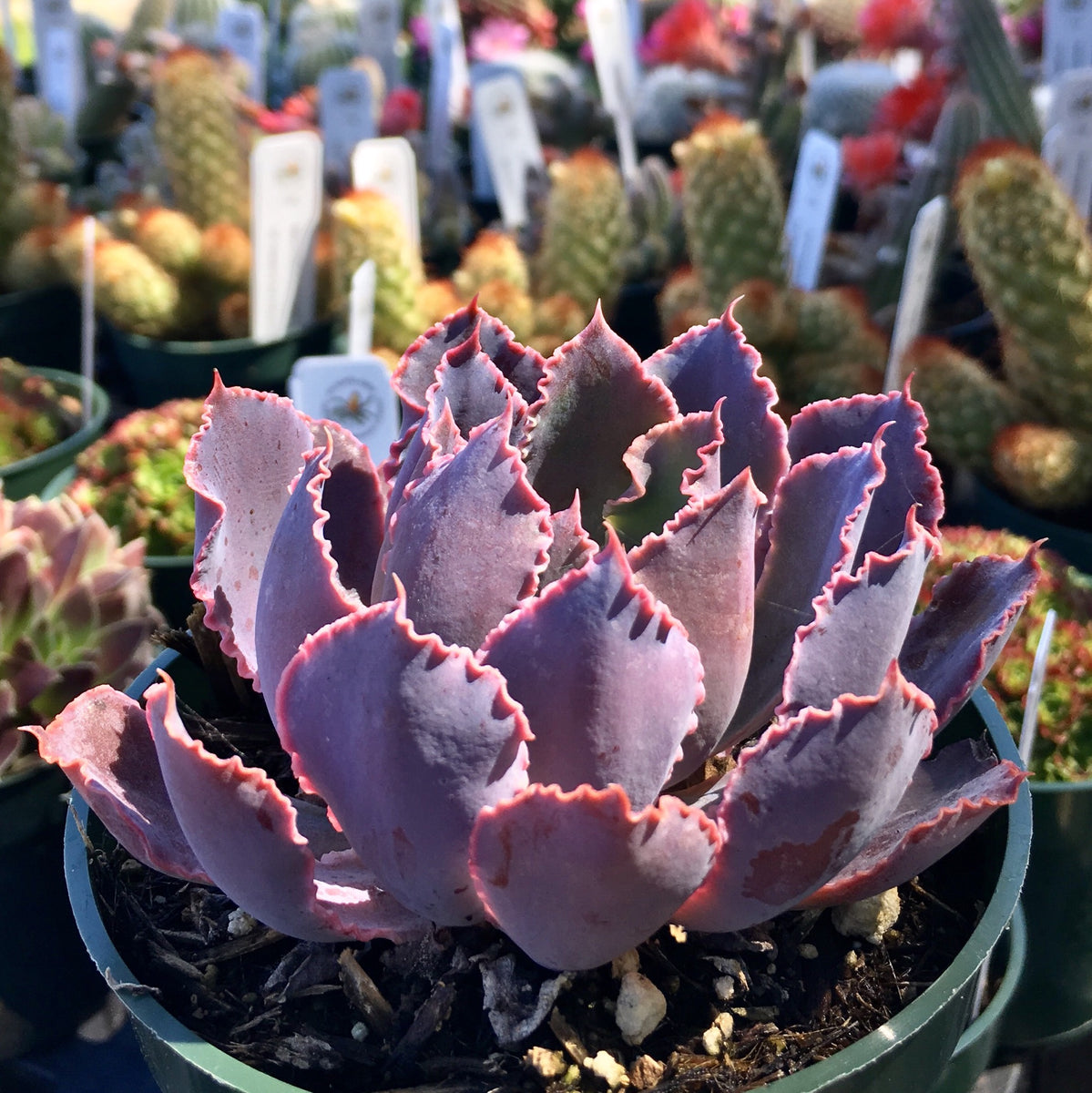 shaviana succulent Echeveria shaviana 'Pink Frills'