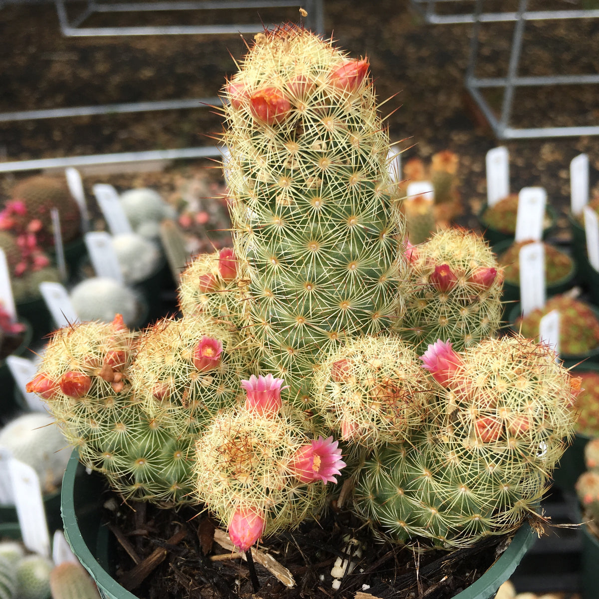 Mammillaria elongata