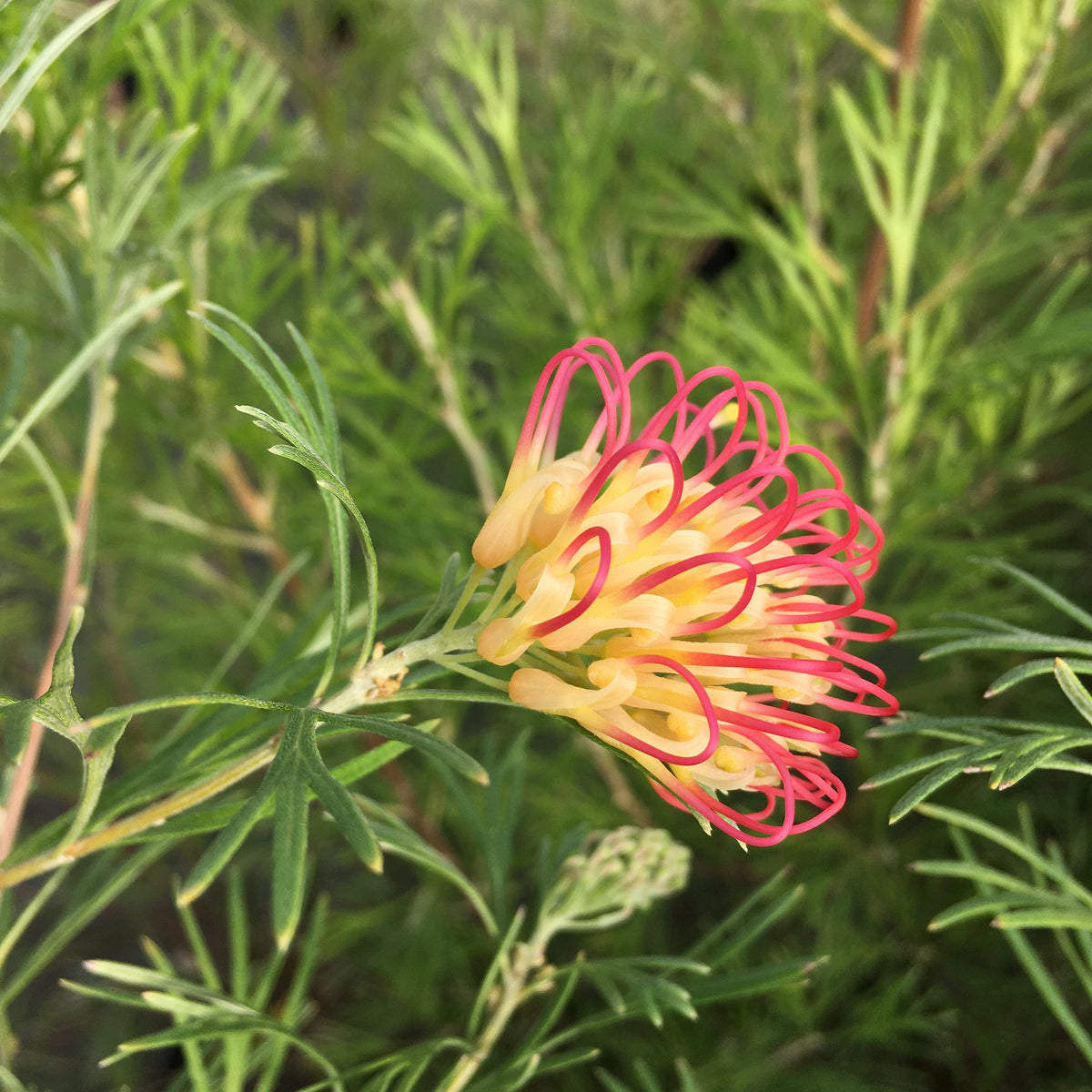 Grevillea 'Flora Mason' - 1 gallon plant – Norrie's Gift and