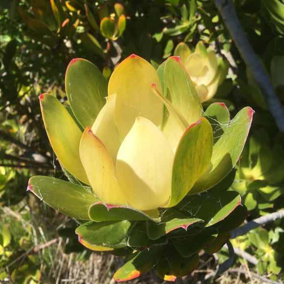 Leucadendron arcuatum (female) - 2 gallon plant