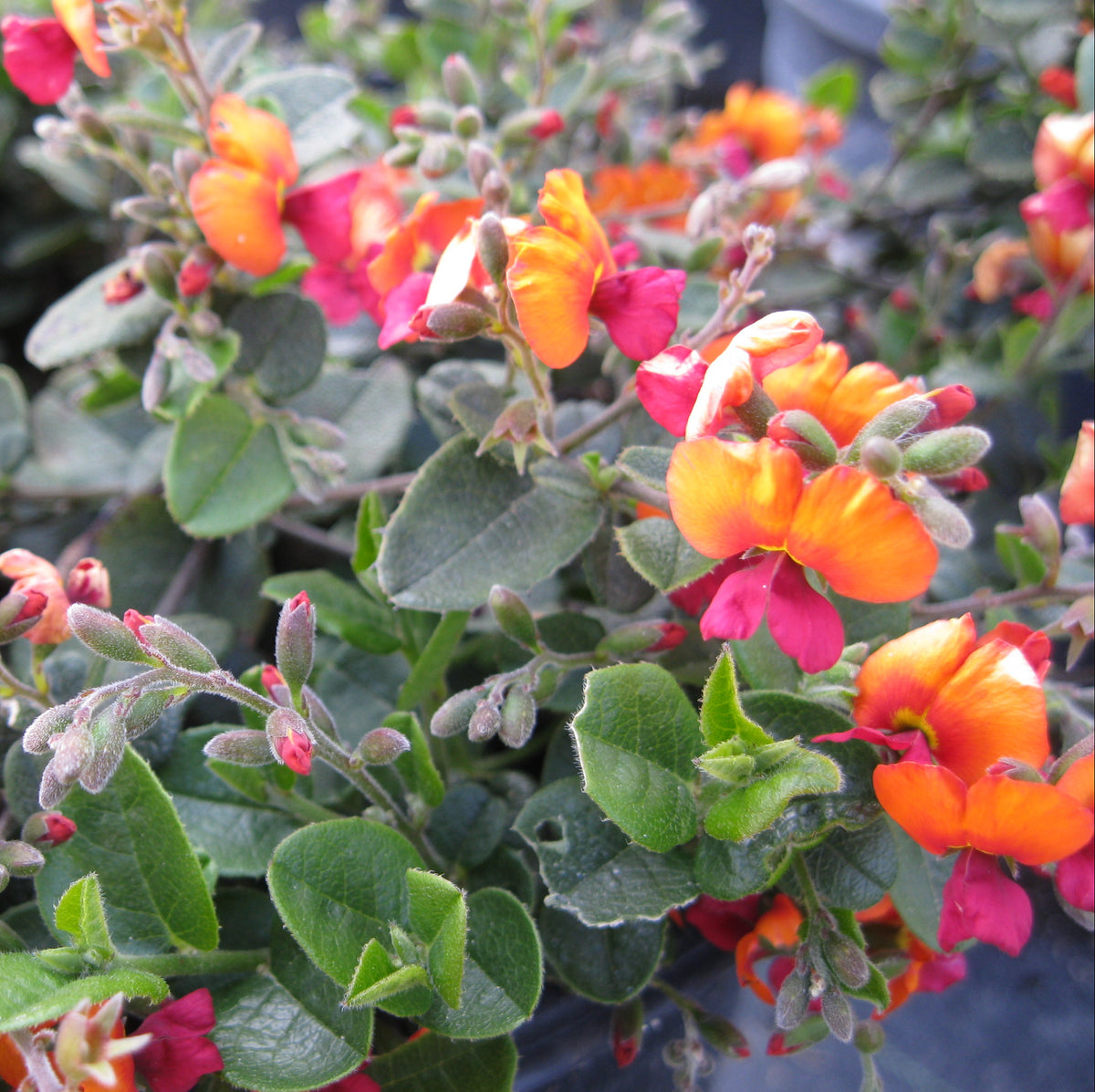 Chorizema 'Bush Flame'