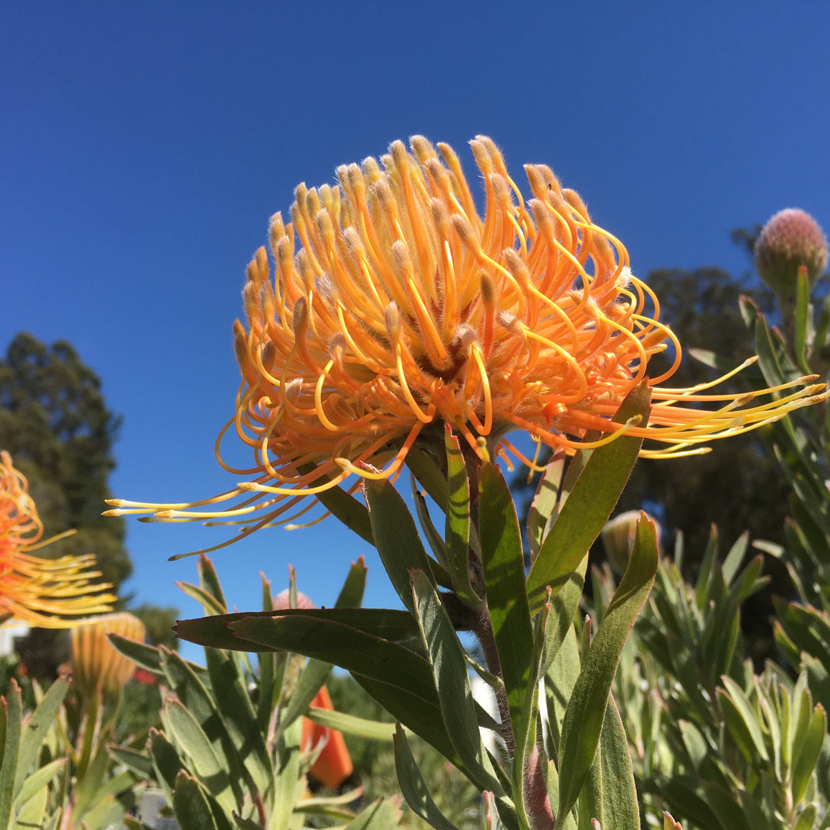 Conospermum longifolium — Friends of Lane Cove NP