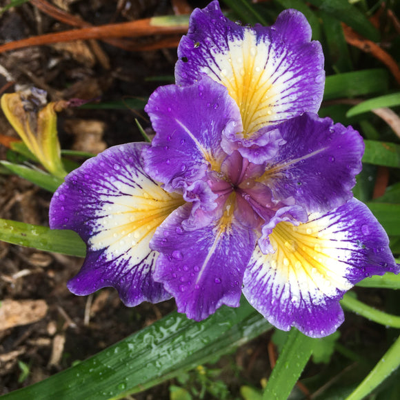 Iris PCH 'Wilder Than Ever' - 1 gallon plant