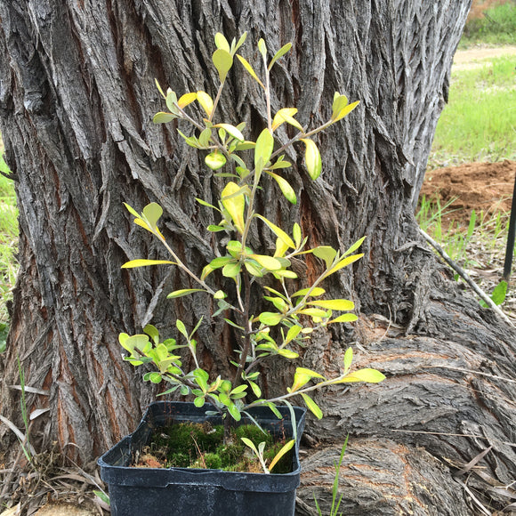 Corokia × virgata 'Sunsplash' - 1 gallon plant