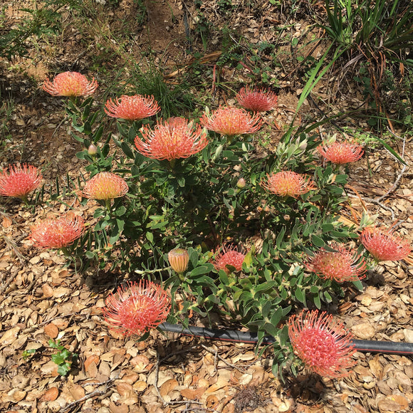 Leucospermum 'Corralitos Pink' - 2 gallon plant