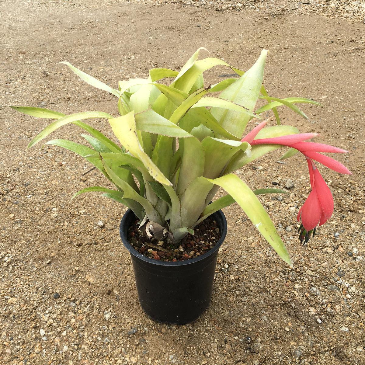 Billbergia ‘C'est Bon’ Billbergia Bromeliad - Etsy