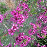 Chamelaucium uncinatum 'Purple Pride' - 1 gallon plant