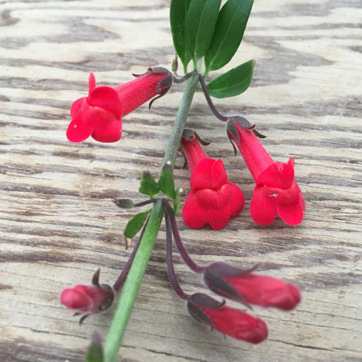 Gambelia speciosa - 1 gallon plant – Norrie's Gift and Garden Shop