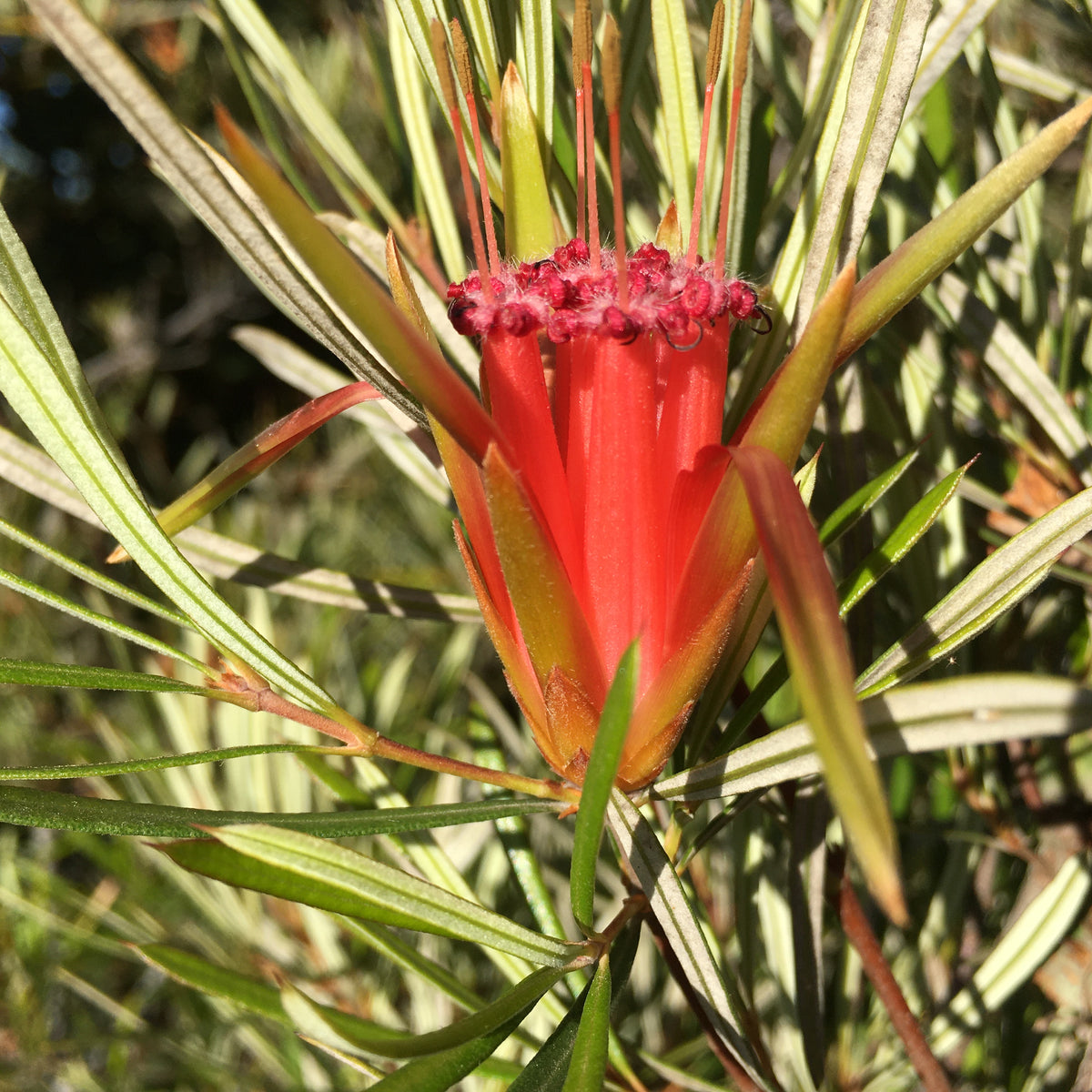 Lambertia formosa 1 gallon plant Norrie's Gift and Garden Shop at