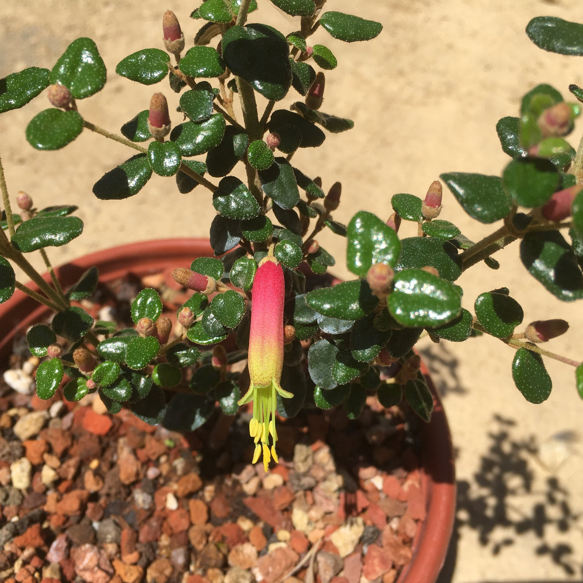 Correa reflexa 'Kangaroo Island' 1 gallon plant Norrie's Gift and